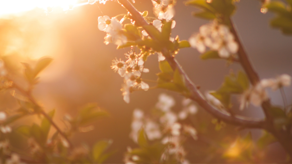 Kirsebærtræ i blomst i varmt aften sollys.